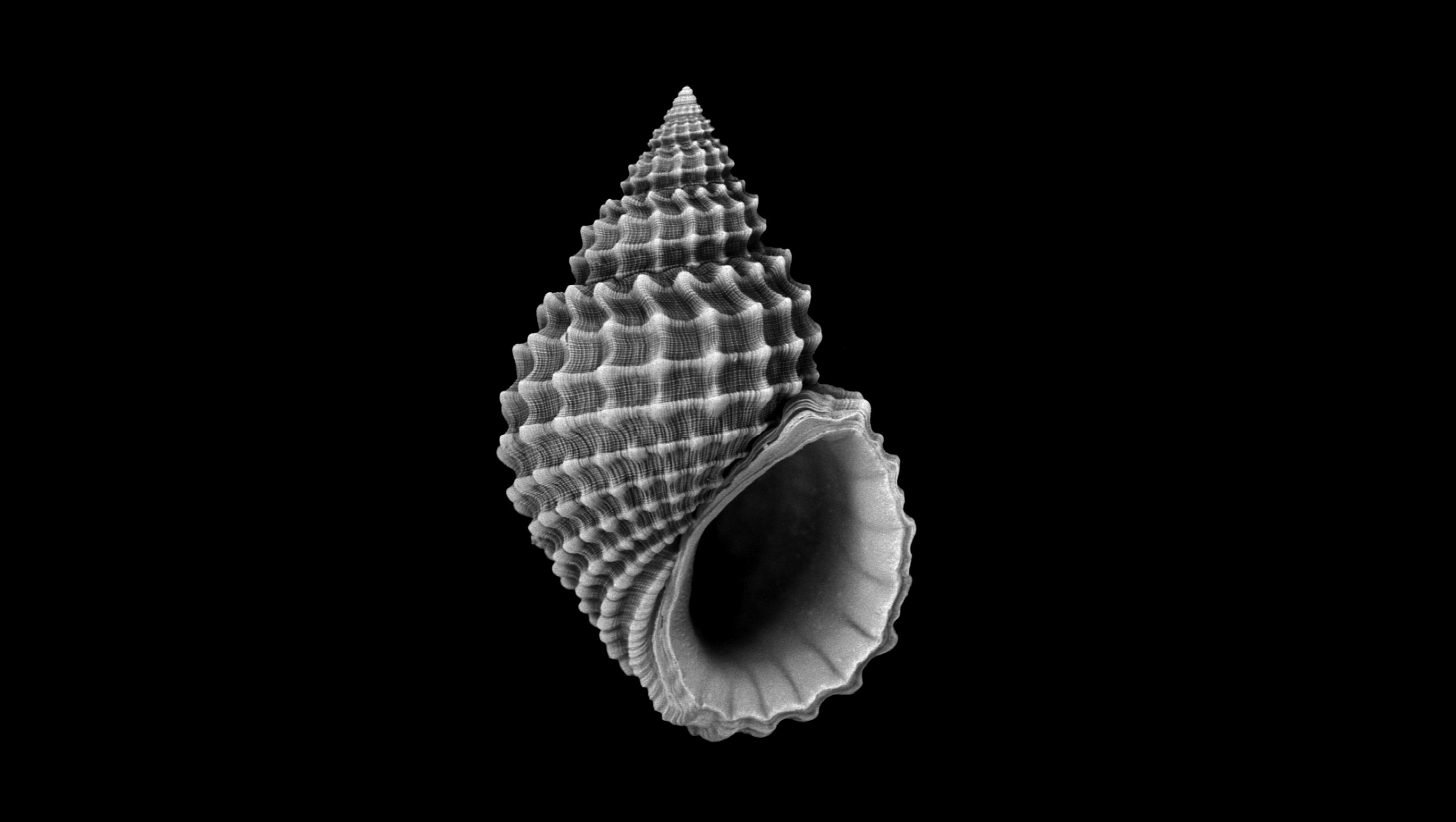 Close-up black and white photograph of a mollusc shell showing intricate surface corrugation and spiral geometry, the structural principles behind Tonkin Liu's Shell Lace architecture technique.